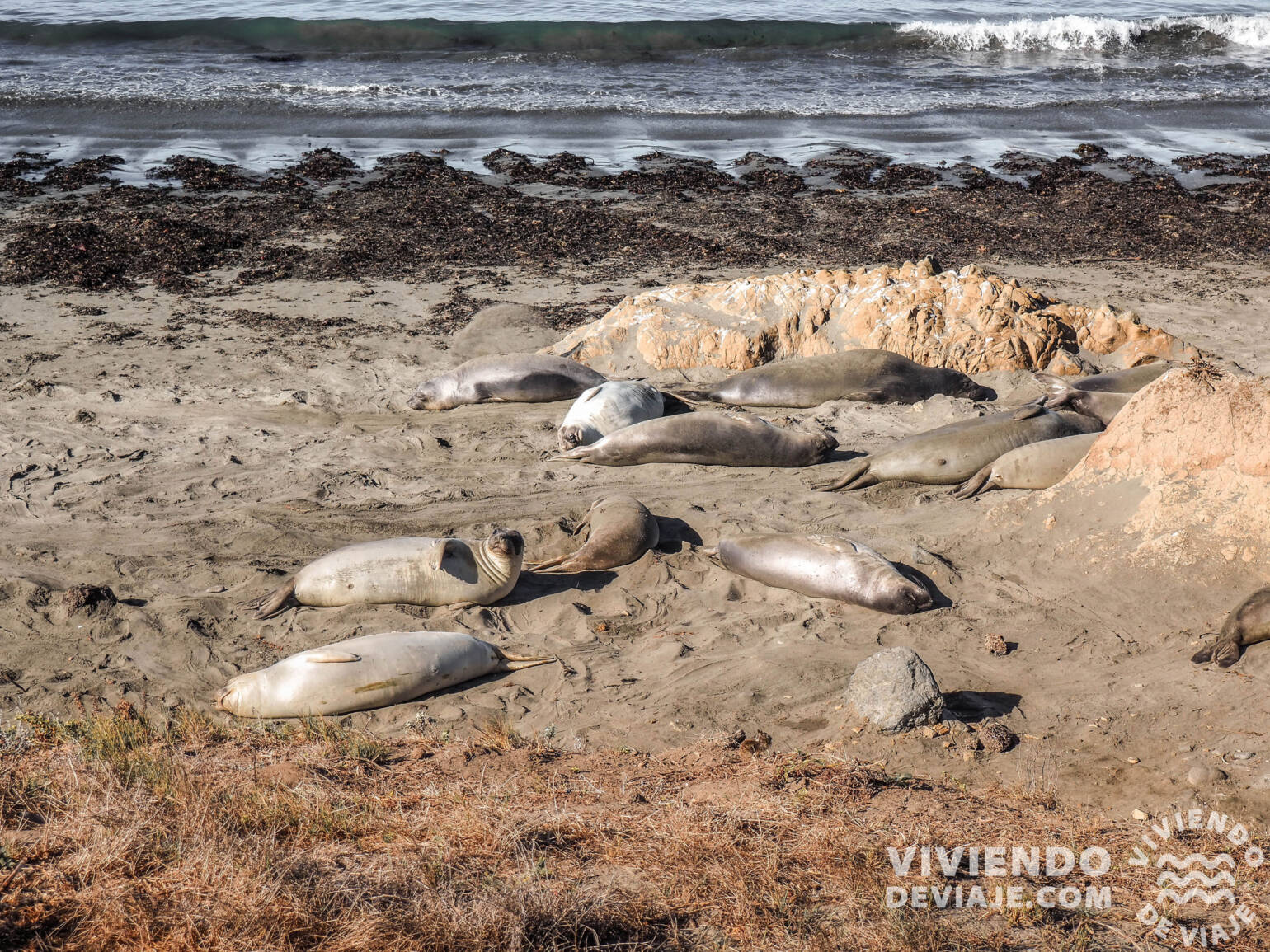 Elefantes marinos en la ruta por la costa de California
