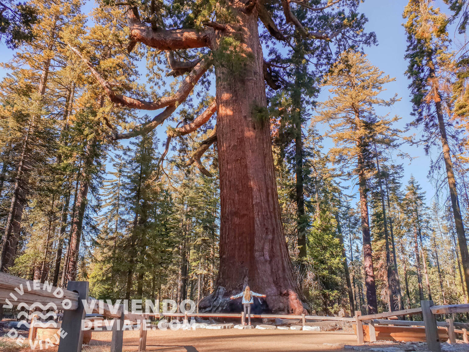 Mariposa Grove, Yosemite