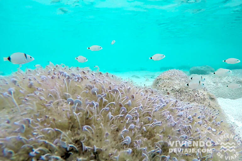 Snorkel en Formentera