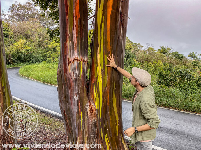Árboles de eucalipto en la carretera de Hana