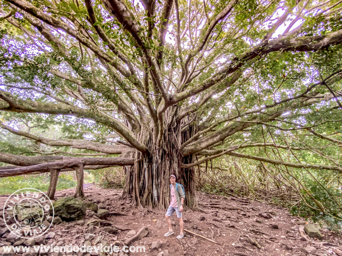 Pipiwai Trail | Carretera de Hana