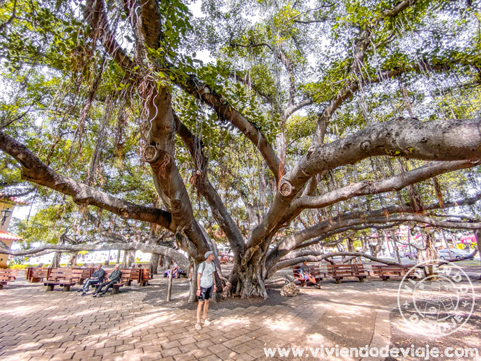 Árbol en Lahaina, Maui