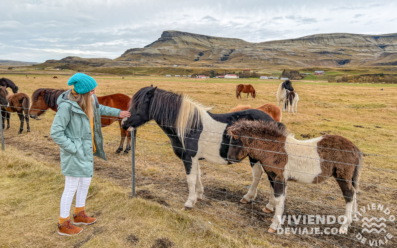 Caballos en el sur de Islandia