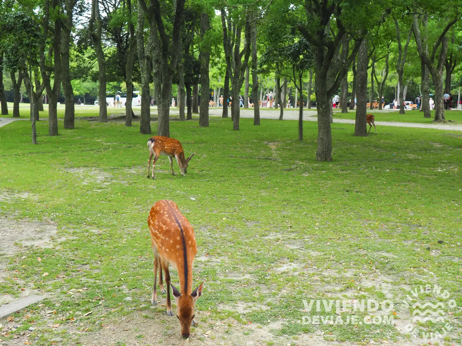 Ciervos en libertad en el parque de Nara