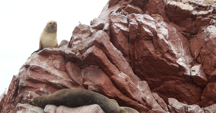 tour islas Ballestas, Paracas, Perú PARACAS