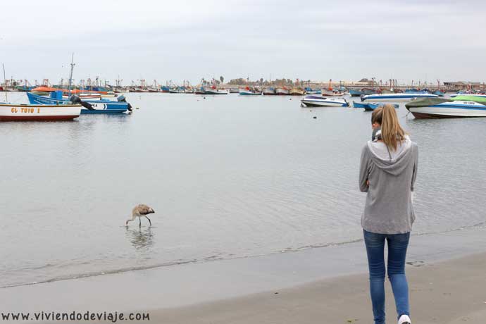 Paracas, Islas Ballestas y Reserva Nacional PARACAS